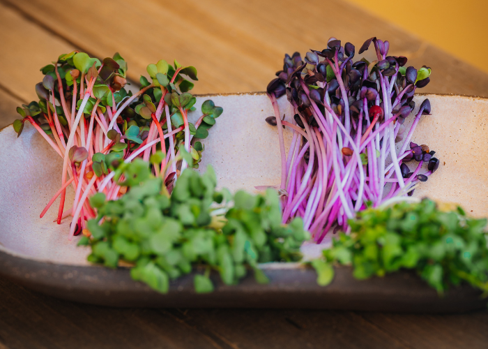 !הנבטים של דרור - נבטים אורגניים על מצע | מהפכה בשוק הנבטים בישראל